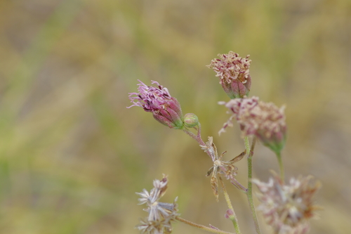 Image of Palafoxia texana by (c) Michelle W. （鍾偉瑋）, some rights reserved (CC BY)