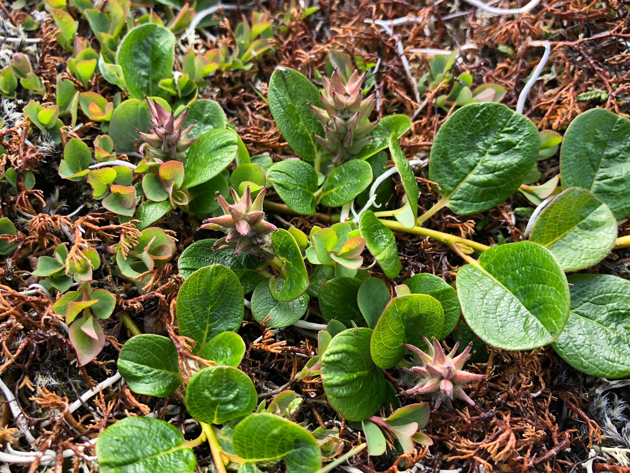 Salix ovalifolia