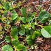 Salix ovalifolia - Photo (c) Jason Grant,  זכויות יוצרים חלקיות (CC BY), הועלה על ידי Jason Grant