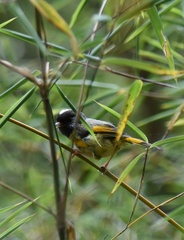 Lioparus chrysotis