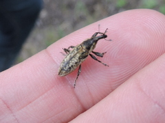 Lixus scrobicollis
