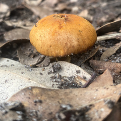 Cortinarius sinapicolor