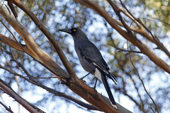 Strepera versicolor plumbea