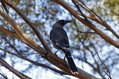 Strepera versicolor plumbea
