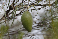 Leichhardtia australis