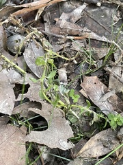 Lysimachia minima