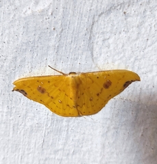 Tridrepana fulvata