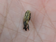 Lixus scrobicollis