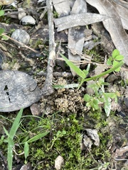 Lysimachia minima