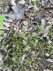 Lysimachia minima