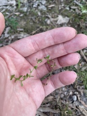 Lysimachia minima