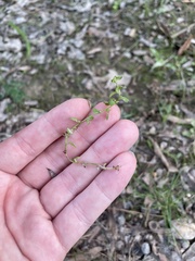 Lysimachia minima