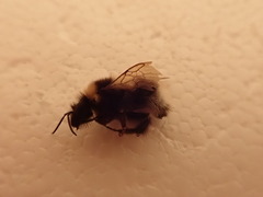 Bombus ruderatus