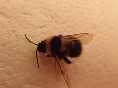 Bombus ruderatus