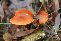 Cortinarius kula