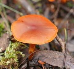 Cortinarius kula