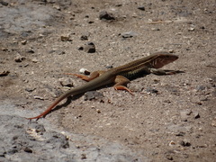 Aspidoscelis angusticeps