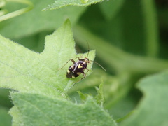 Liocoris