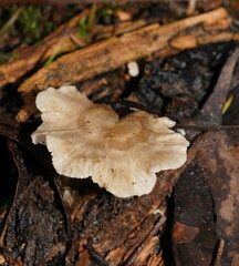 Clitocybe semiocculta