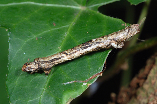 Small Engrailed, photo 2 of 10