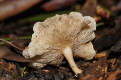 Clitocybe semiocculta