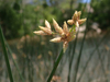 Hardstem Bulrush - Photo (c) Kat Halsey, some rights reserved (CC BY-NC), uploaded by Kat Halsey