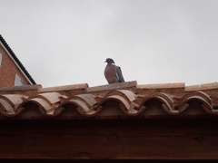 Columba palumbus