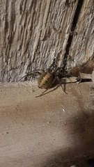 Tegenaria ferruginea