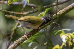 Apalis personata