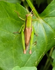 Pseudoxya