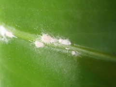 Pseudococcus