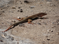 Aspidoscelis angusticeps