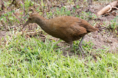 Gallirallus sylvestris