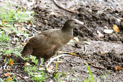 Gallirallus sylvestris