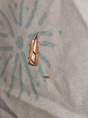 Catoptria permutatellus