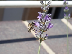Anthophila