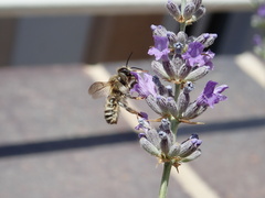 Anthophila