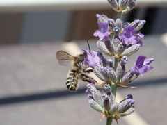 Anthophila