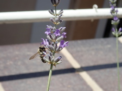 Anthophila