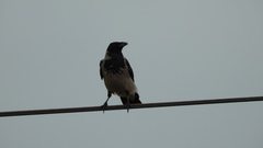 Corvus cornix