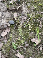 Callitriche terrestris