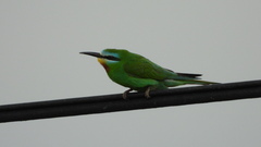 Merops persicus