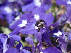 Anthophila