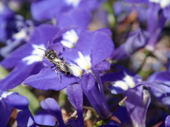 Anthophila