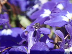 Anthophila
