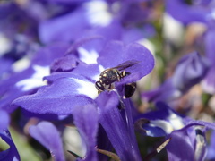 Anthophila