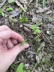 Mecardonia acuminata acuminata