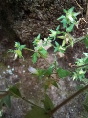 Campanula erinus
