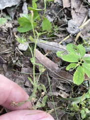 Mecardonia acuminata acuminata