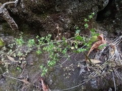 Campanula erinus